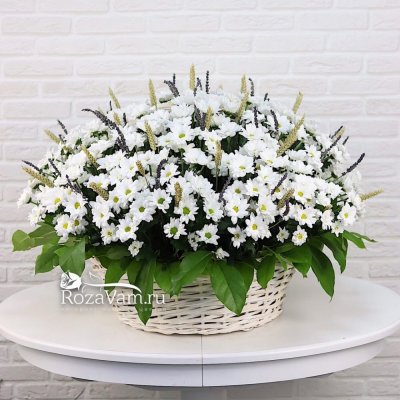 корзина белых хризантем с лавандой