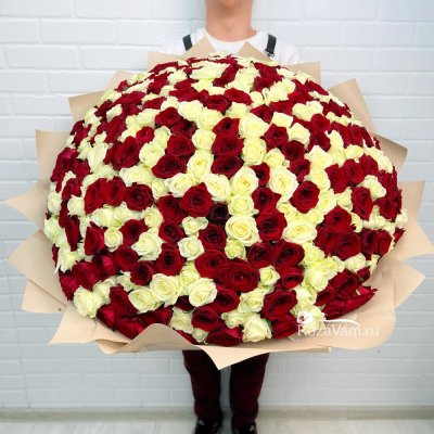 Букет из 301 красно-белой розы ( 70см)