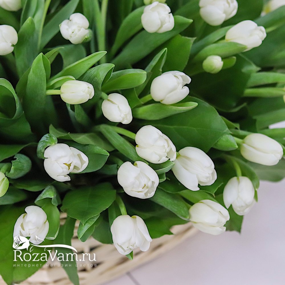 Корзина из 101 белого тюльпана