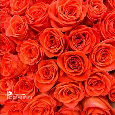Букет из 101 оранжевой розы 50см