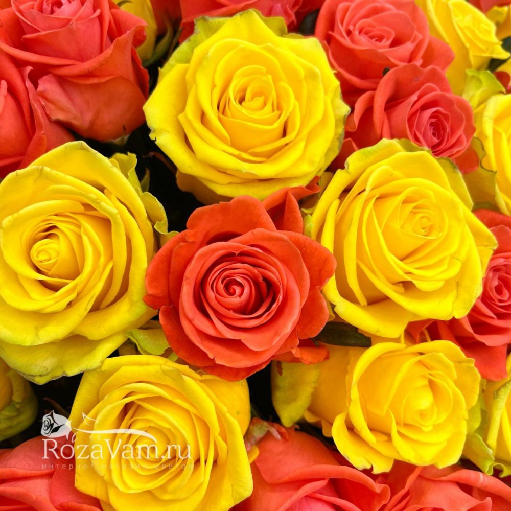 букет из 51 желтой/оранжевой розы