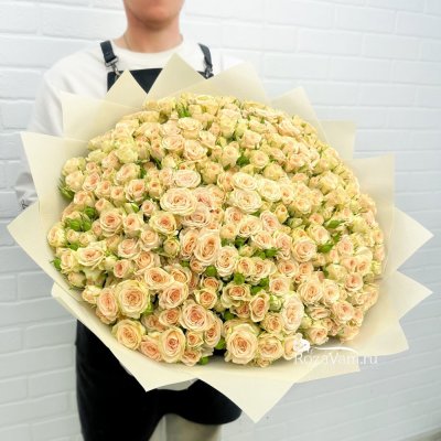 Роза кустовая белая Сноуфлейк 60 см (00013)