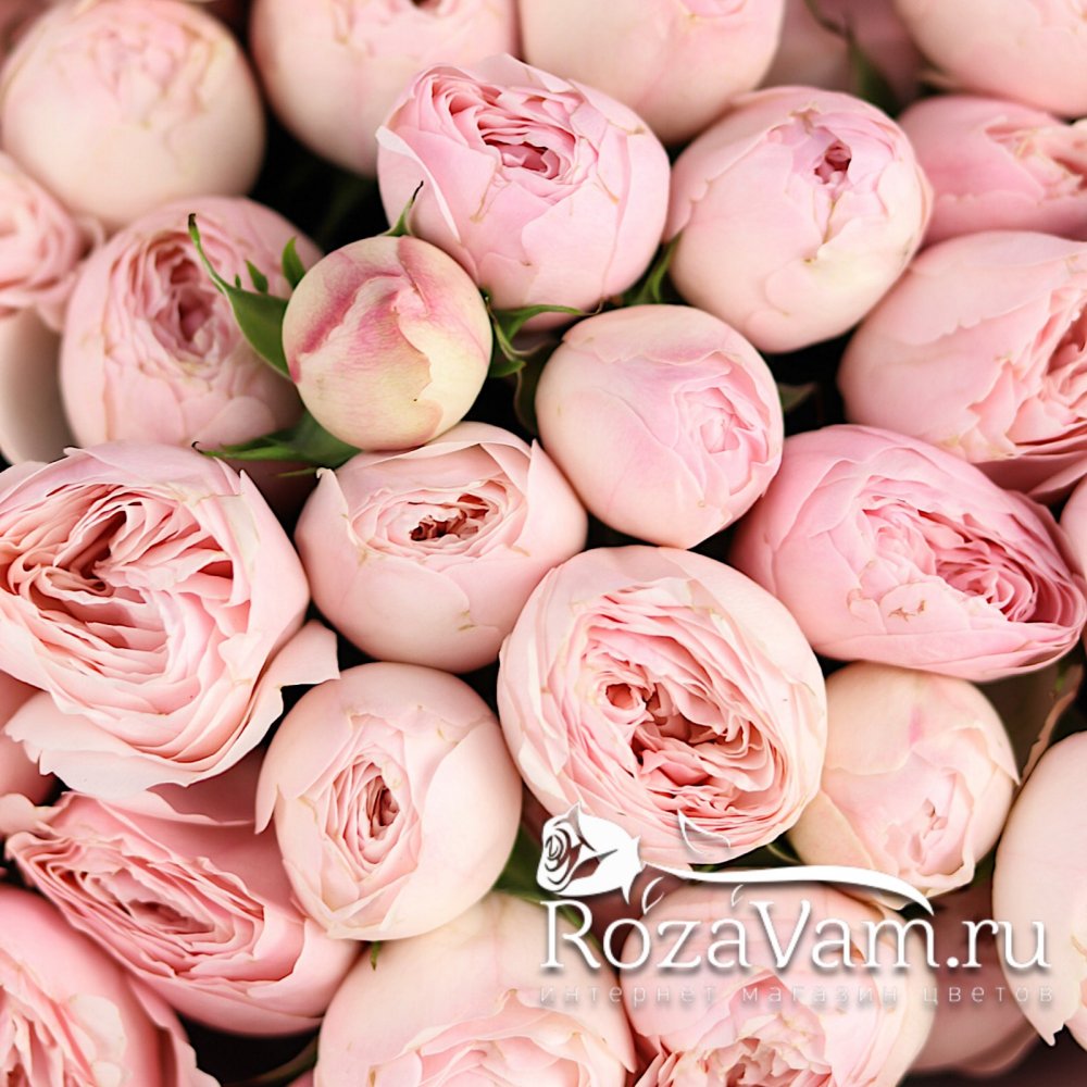 Букет из 25 розовых пионовидных роз