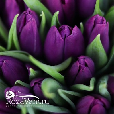 букет из 101 фиолетового тюльпана