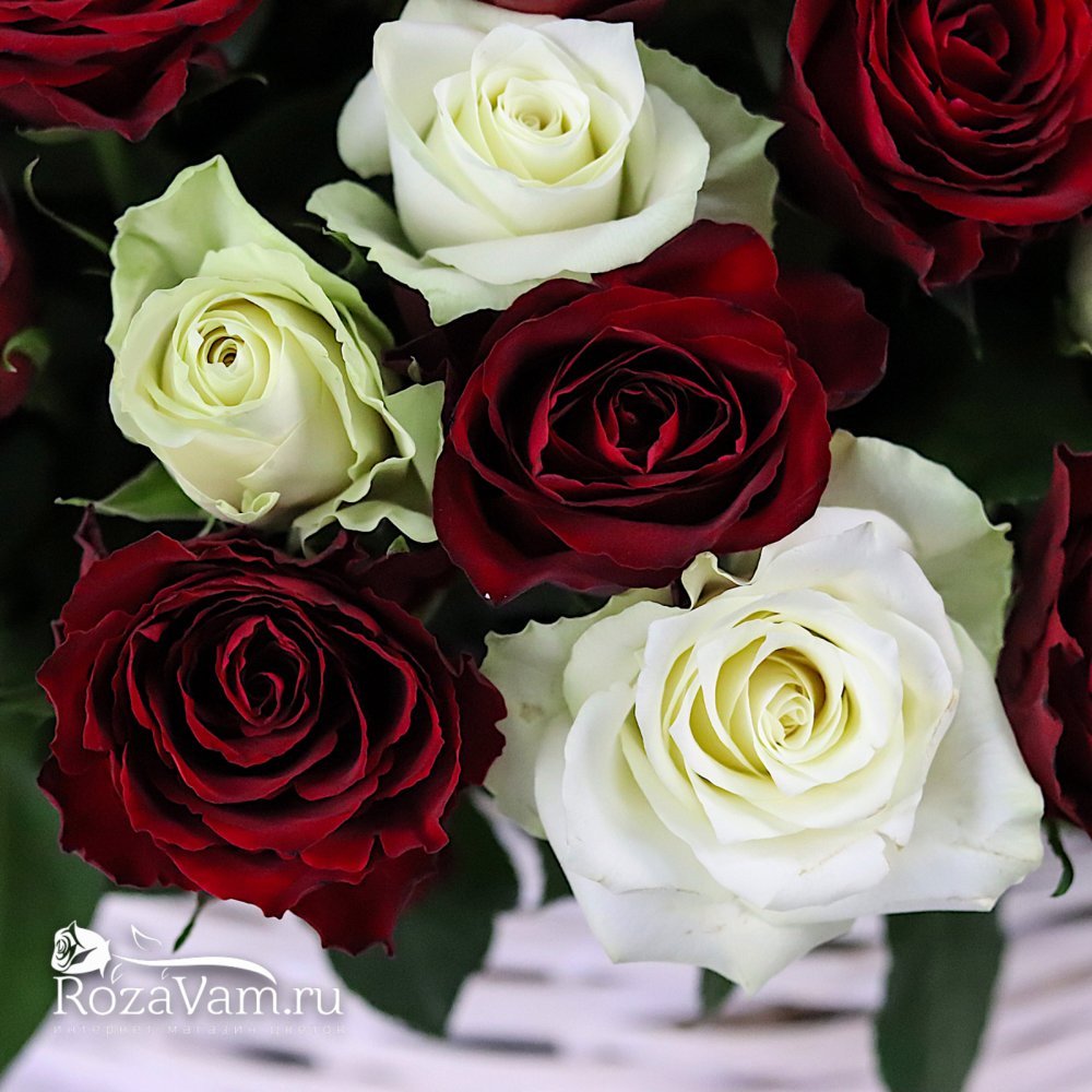 Корзина из 201 красно-белой розы