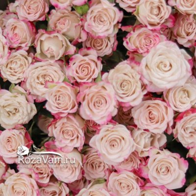 Букет из 25 кустовых роз Рефлекс 50 см