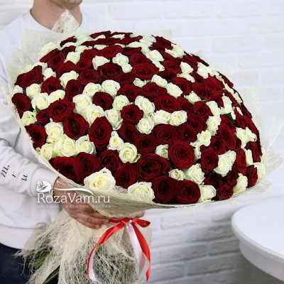 Букет из 201 красно-белой розы 70 см