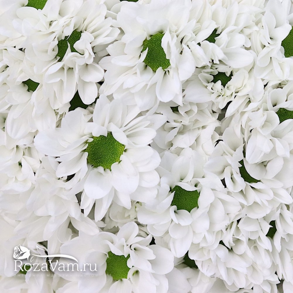 Букет из 29 белых кустовых хризантем