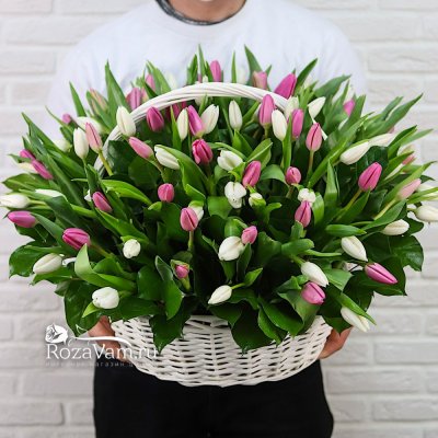 Корзина из 101 бело-розового тюльпана