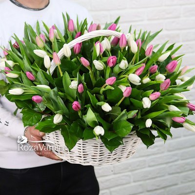 Корзина из 101 бело-розового тюльпана
