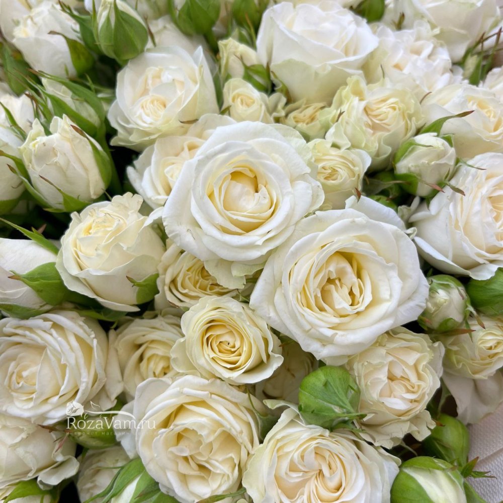 Букет из 51 белой кустовой розы  50см