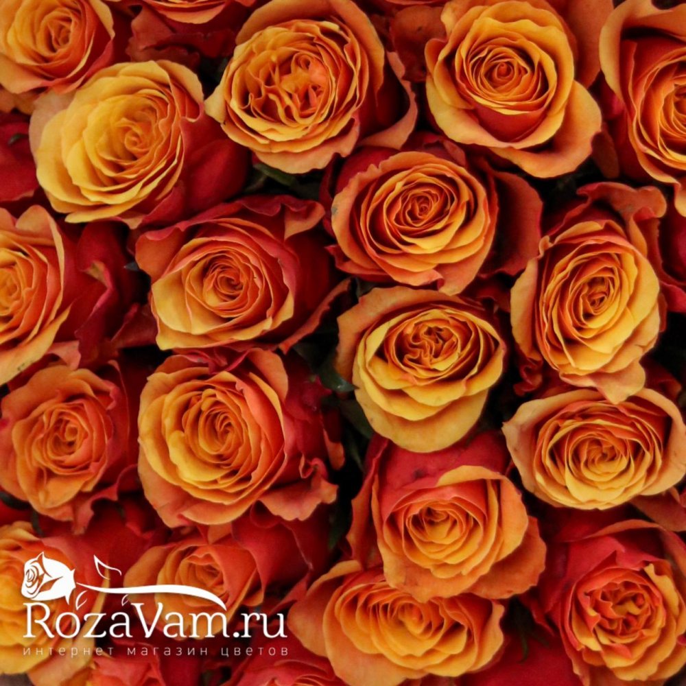 Букет из 51 темно оранжевой розы 50см