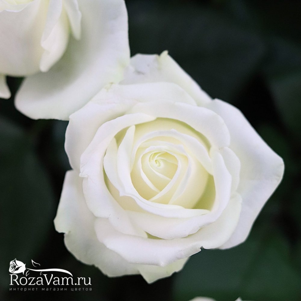 Корзина из 101 белой розы