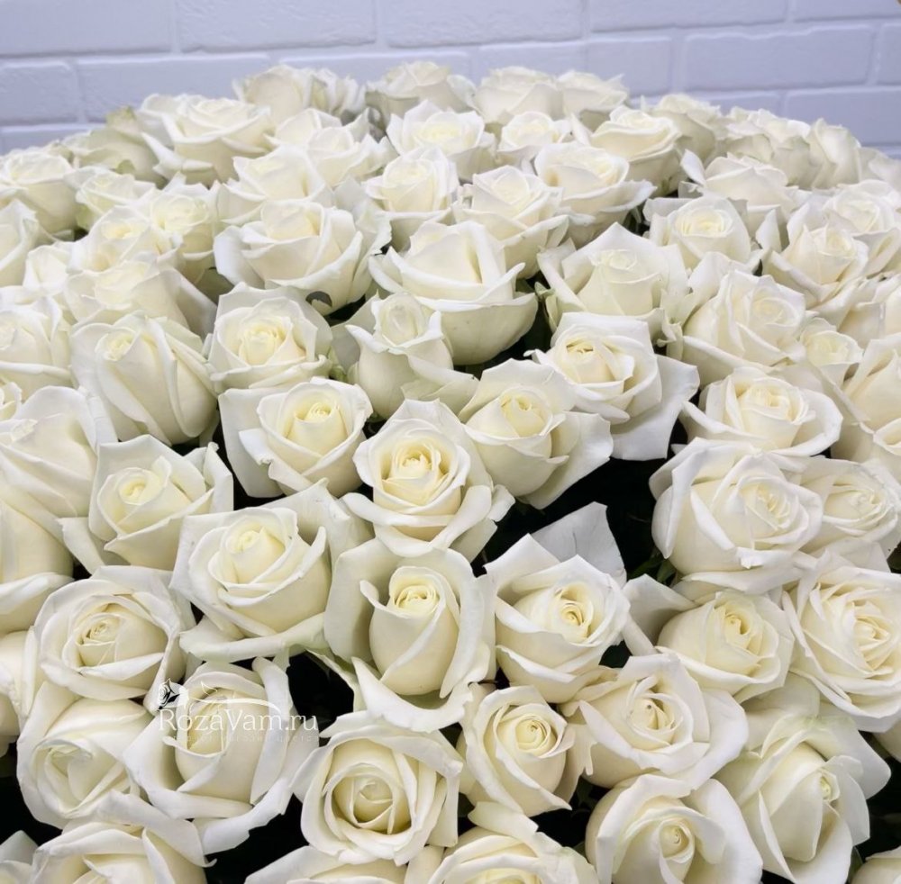 Корзина из 301 белой розы