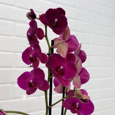 Орхидея Фаленопсис в горшке