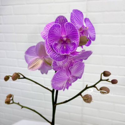 Орхидея  Фаленопсис