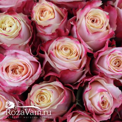 Букет из 101 розовой розы Эквадор