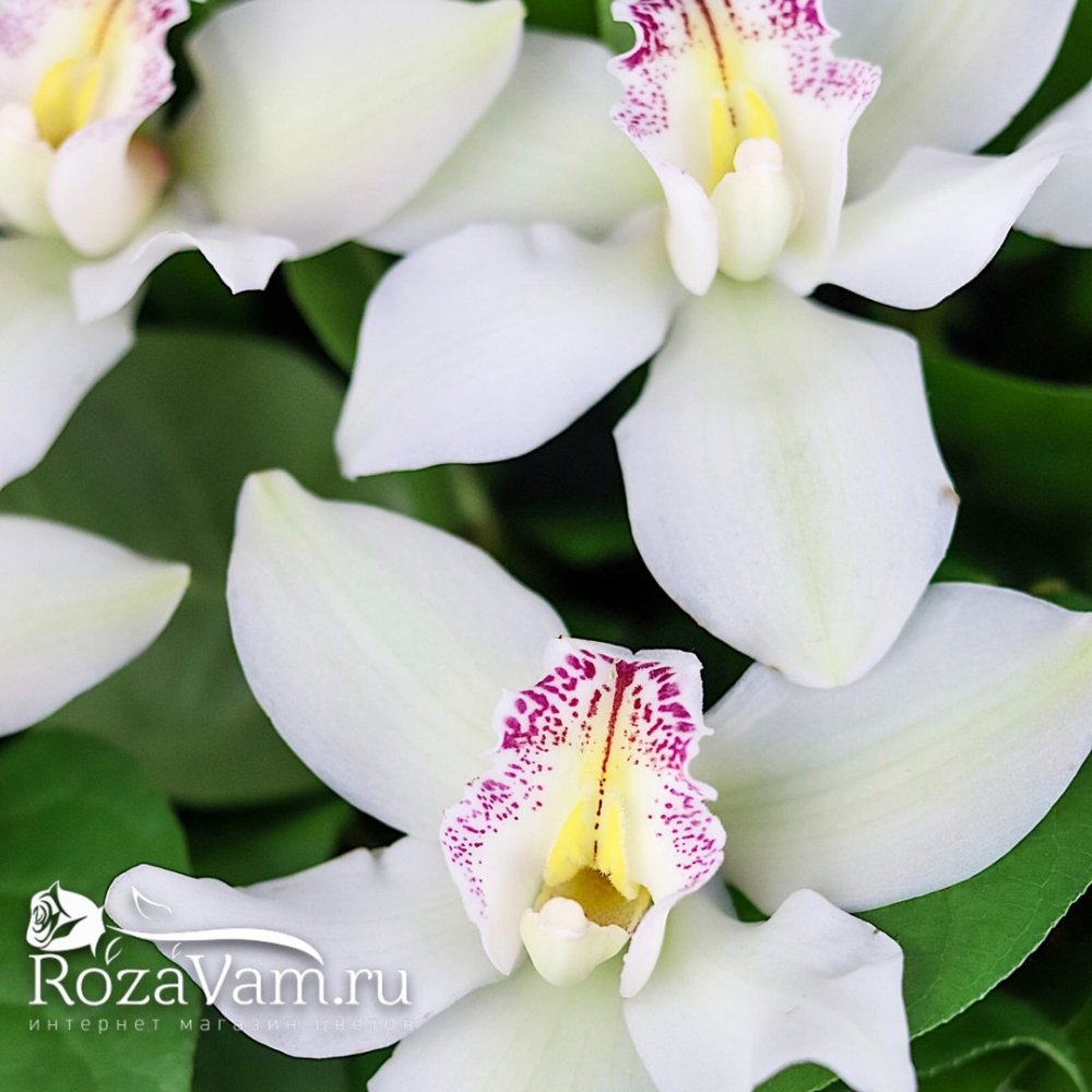 Корзина из 51 белой орхидеи