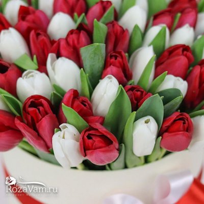 Коробка из 75 бело-красных тюльпанов