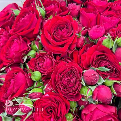Букет из 15 красных кустовых роз 40см