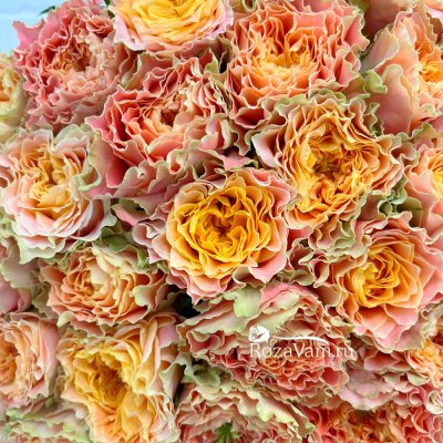 Букет из 101 пионовидной розы Луиза