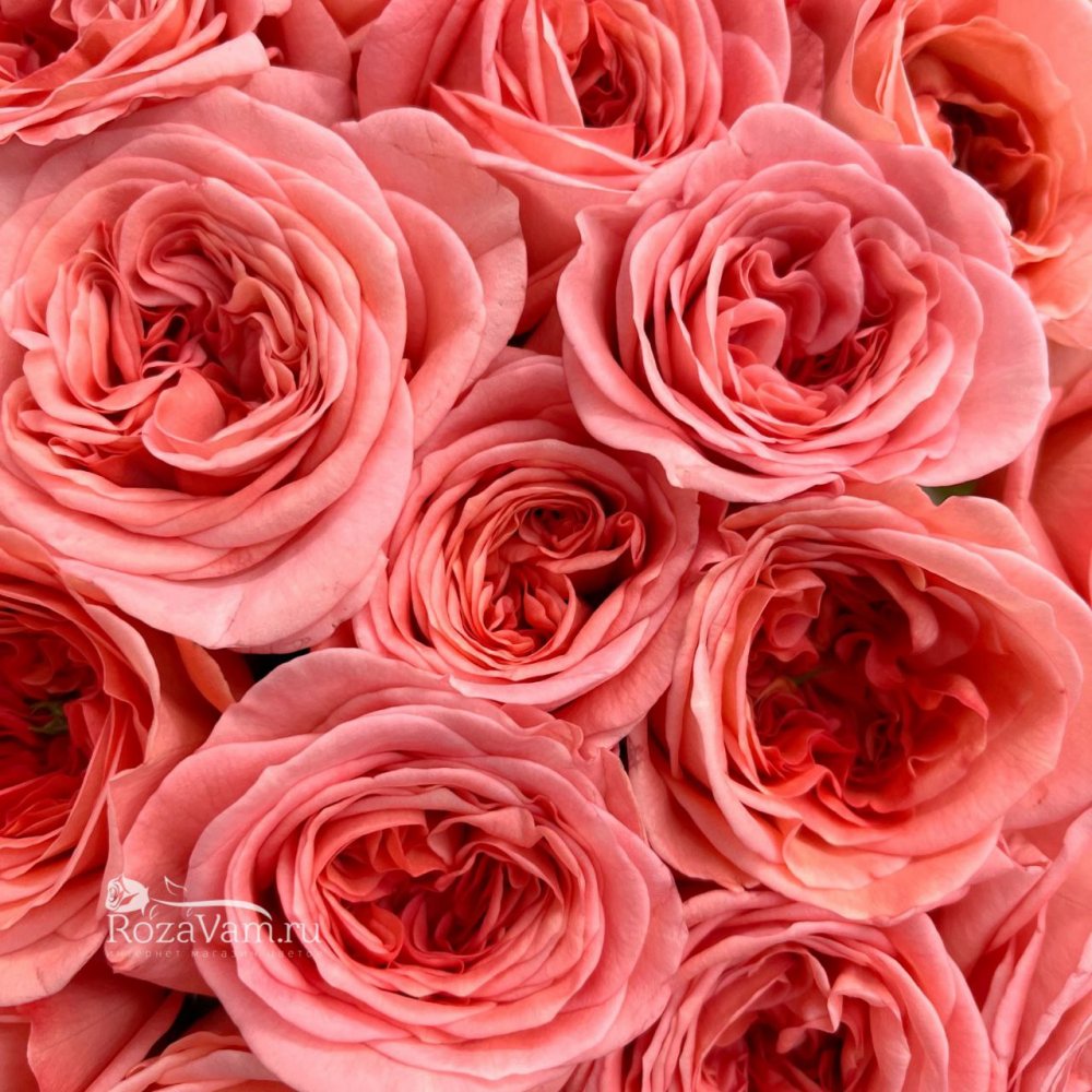 Букет из 19 пионовидных роз Лондон Ай 50см