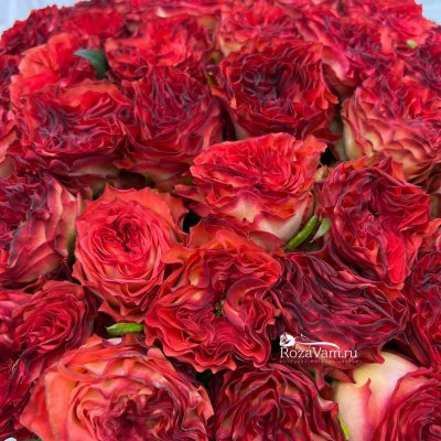 Букет из 51 пионовидной розы Дима