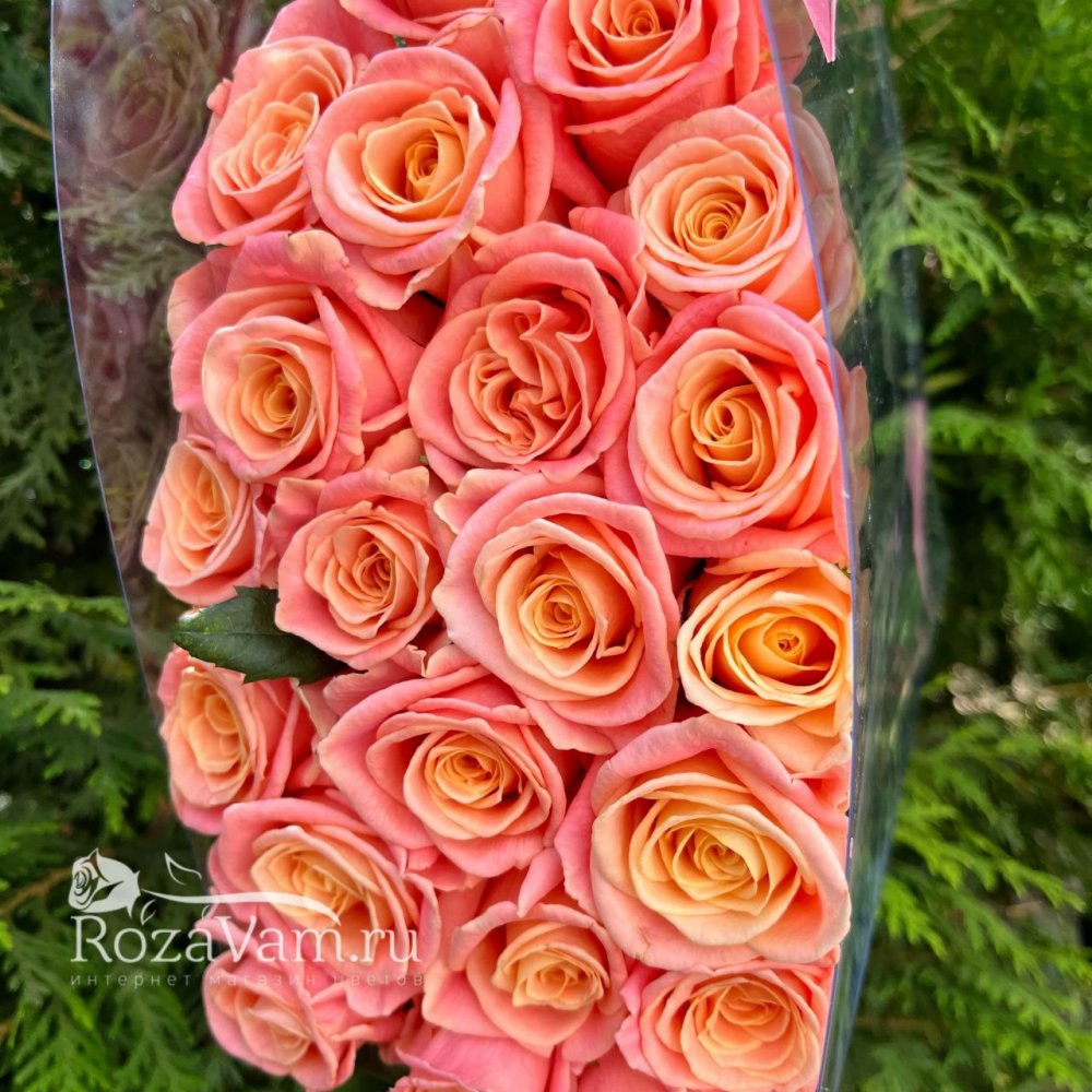 Розы персиковые 21шт 50см в сумке