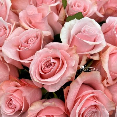 Букет из 25 роз Эквадор Би Свит 70см