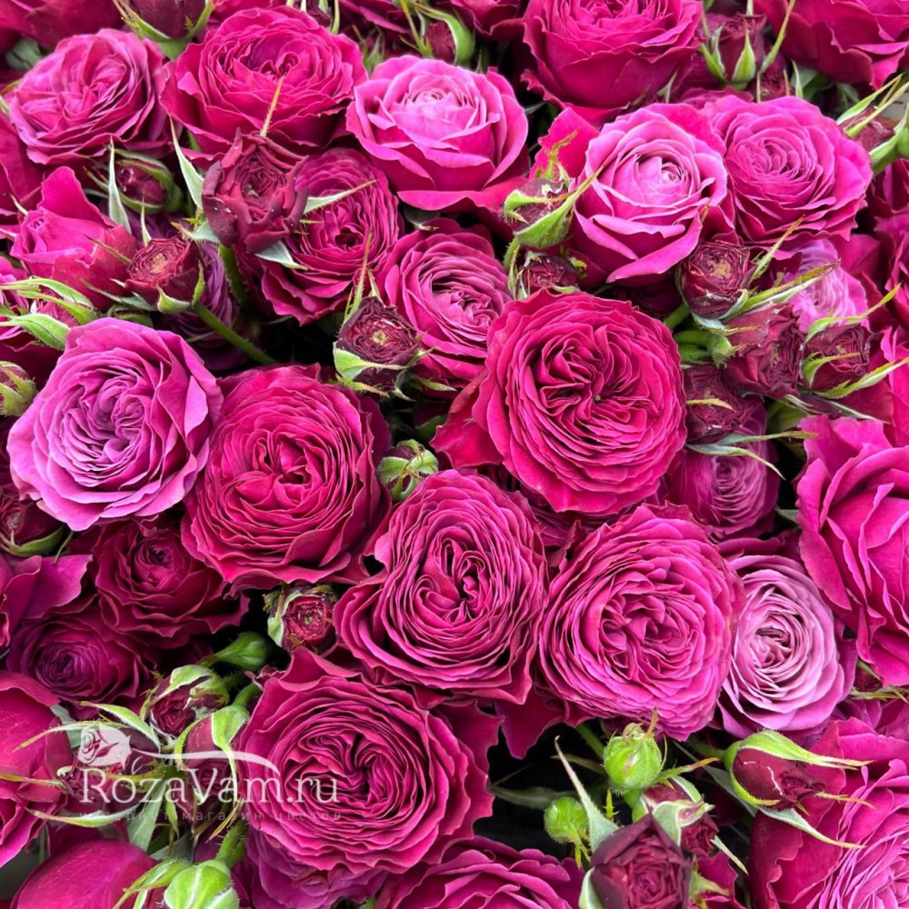 Букет из 19 пионовидных  кустовых роз