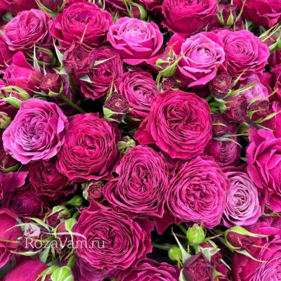 Букет из 19 пионовидных  кустовых роз