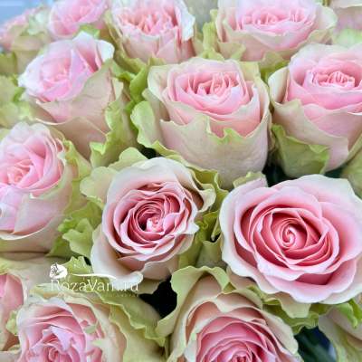 Букет из 25 роз Эквадор Фруттето