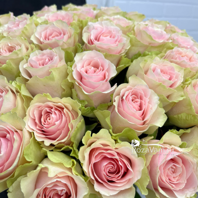 Букет из 51 розы Эквадор Фруттета