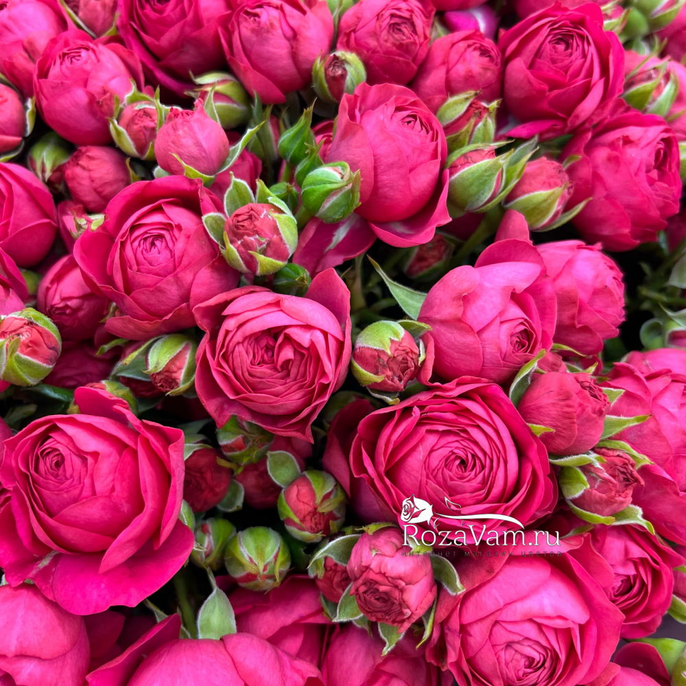 Букет из 15 кустовых роз Голландец