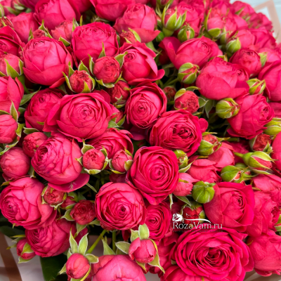 Букет из 25 кустовых роз Голландец