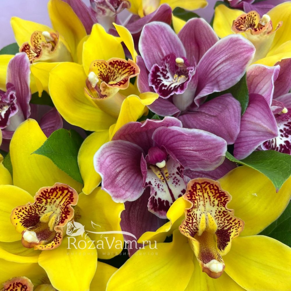 Букет из 15 орхидей микс