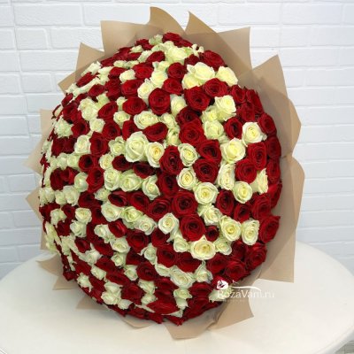 Букет из 301 красно-белой розы ( 70см)
