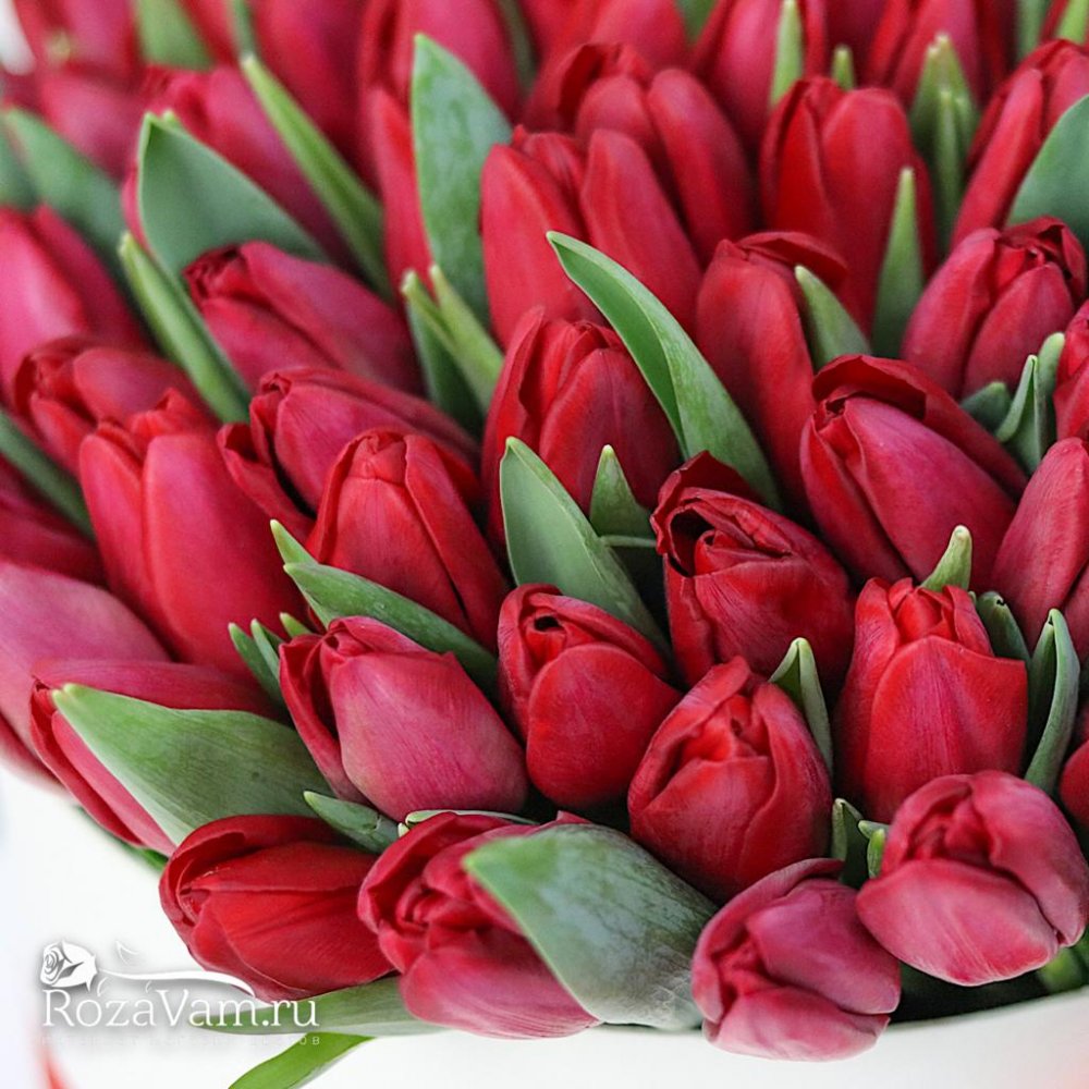 коробка из 75 красных тюльпанов